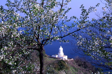 白系葉桜と灯台