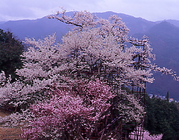 急な山道を一時間程登ると大桜が、大屋町