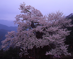 樽見の大桜、樹齢１千年とも、春曇り、旧大屋町、兵庫県