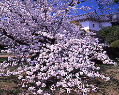 姫路城西の丸庭園そめい桜、
