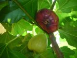 イチジク・盆栽のイチジクを購入して後で地植えにした。裏庭ミニ果樹園
