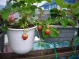 イチゴ、約５０鉢をぶら下げて栽培、全て１００円均一プラ鉢、６月