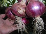 紫玉ねぎ、生食で美味しい、苗購入、収穫６月中旬