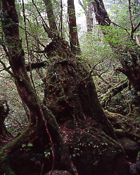原生林、１０００年以上を屋久杉と言う、以下は小杉、緑のコケ