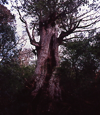 樹高２４．７m、胸高周囲１１．１ｍ，推定樹齢３０００年、　大株歩道