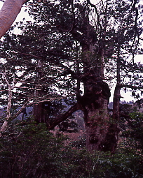 １本の枝で繋がっている、地面より１０ｍの所で繋がっている、仲むつまじい屋久杉だ、大株歩道