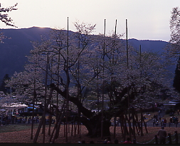 正面の山より朝日が出る、逆光の薄墨桜、エドヒガンザクラ、根尾村