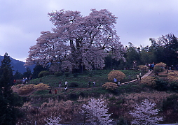 醍醐桜、樹齢７００年、高さ１８ｍ、根回り９．２ｍ