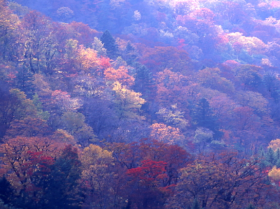 秋の山景