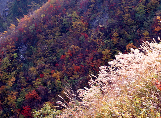 秋の山裾