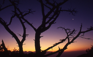 夜明けまえ、柏原山山頂付近、この松の枯木は現在ありません