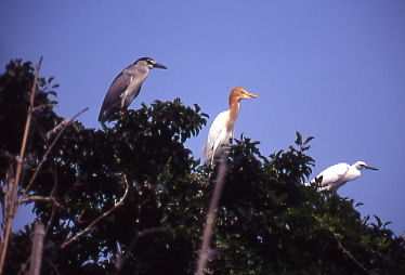 サギ３種、淡路島の野鳥