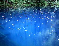 十二湖の中でも最も美しいといわれている青池