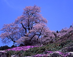 芝桜と、天然記念物