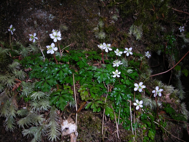 小さな白い花、オオゴカヨウレン、屋久島固有種