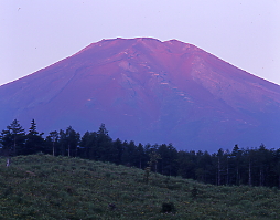滝沢林道、富士山頂への登山道、お花畑と夏富士