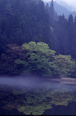 ３５ｍｍ判で撮った朝の池景色、戸河内町