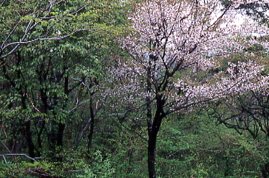 ９６．５．５三瓶山の葉桜