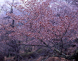 葉桜、立雲峡、和田山町竹田