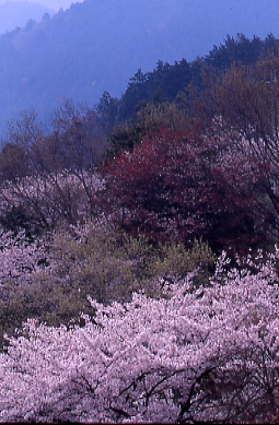 ソメイ桜と山桜、伊予三島公園