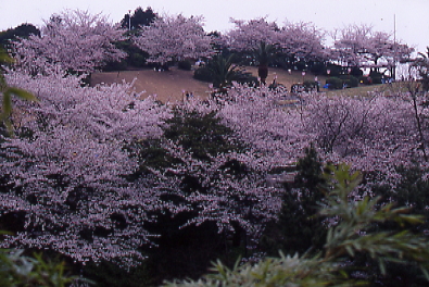 桜花爛漫ソメイザクラ、山上の公園、３５ｍｍ判