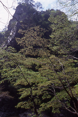 三段峡、黒淵、茶店上の若葉の木々と岩山