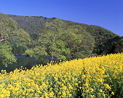 菜の花の咲くダム湖