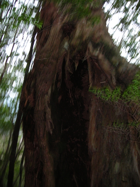 大王杉、樹高２４．７ｍ、胸高周囲１１．１ｍ、推定樹齢３０００年