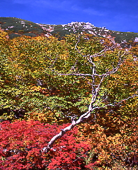 秋の色彩、千畳敷カール