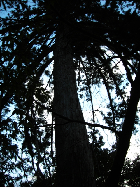 逆さ杉、ヤクスギの巨木