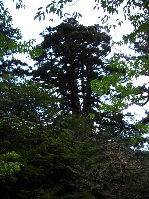 見渡せばあちこちに屋久杉の巨木がにょきにょきと