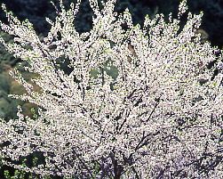 杏の花満開、吉念寺