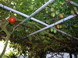棚のミニトマト