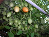 棚上のミニトマト