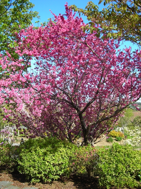 園芸学校庭に咲く八重桜