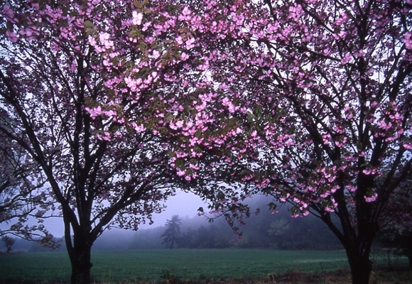 朝霧、ぼたん桜、