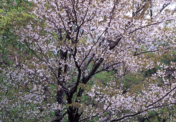 春、白系葉桜