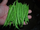 2011,7,4インゲン収穫