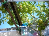 車庫上のトマト棚栽培２