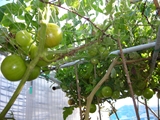 車庫上のトマト棚栽培４