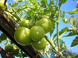 車庫上のトマト棚栽培５