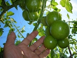 車庫上のトマト棚栽培７