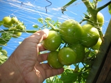 車庫上のトマト棚栽培６
