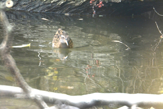 野鳥：午後、池内＆雪景色 077_Rクイナ１５：２１