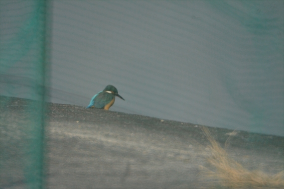 野鳥：池内、午後 087_R網越しにカワセミ１５：１３