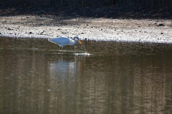 野鳥：池内、午前 077_Rダイサギ１０：２０水しぶき