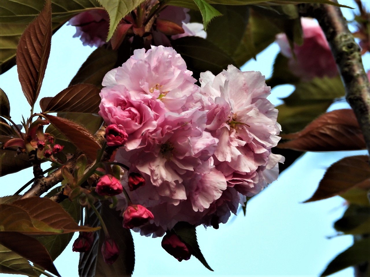 DSCN2493 (2)八重桜（牡丹桜）２０２１年４月１２日AM６：０１