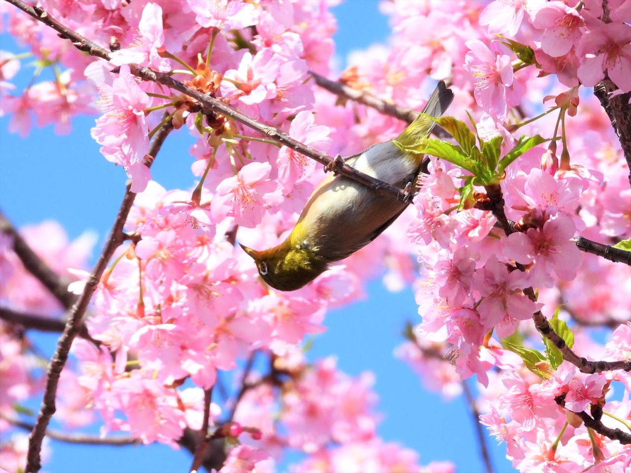 DSCN5259 (2)緋寒桜にメジロ２０２２年３月１５日AM９：５８