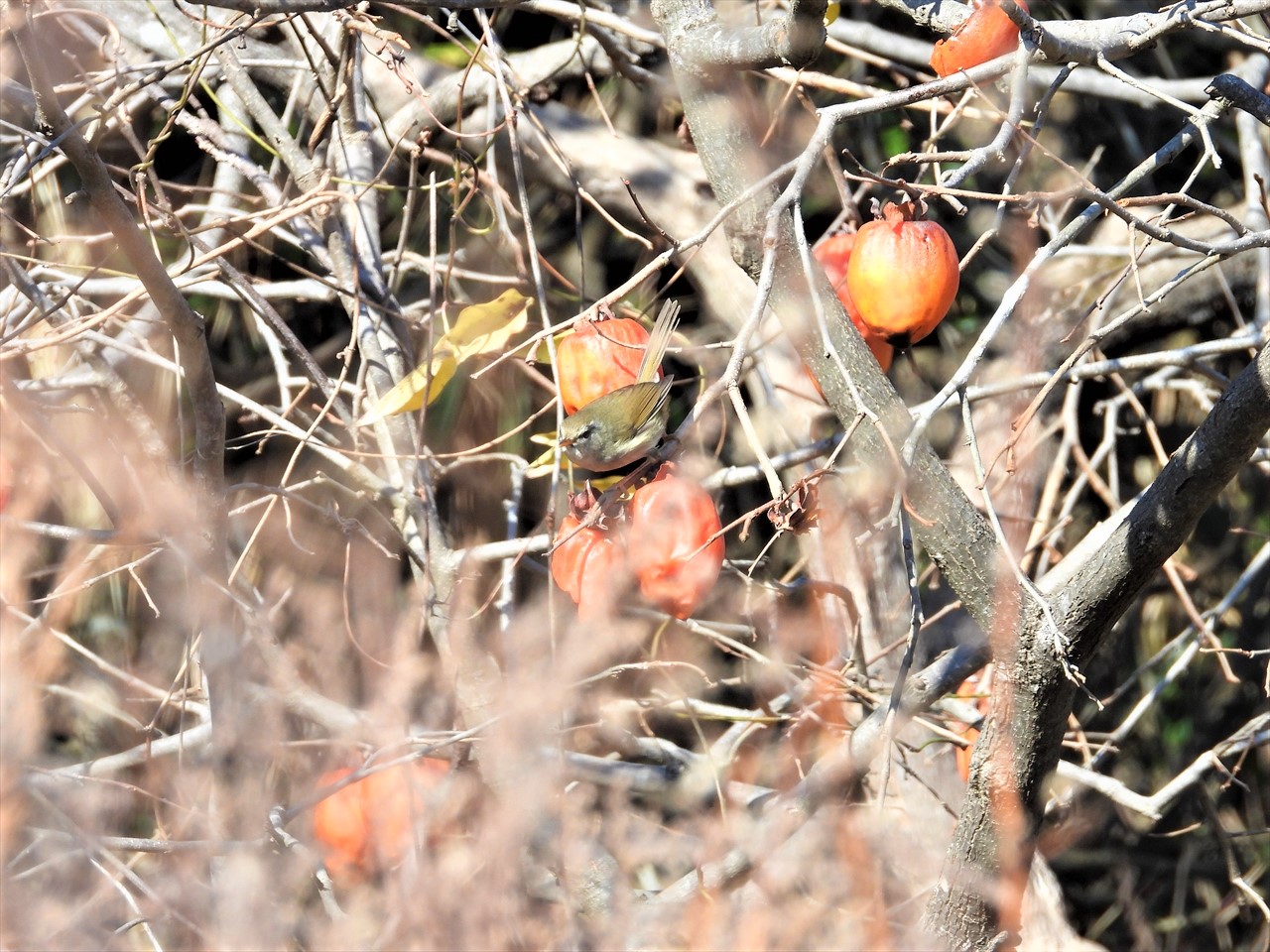 DSCN1367 (2)柿を啄むウグイス２０２２年１月２２日AM１１：３２