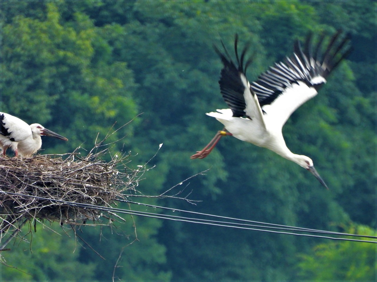 DSCN4095 (2)巣から飛び立つコウノトリ♀親（右）と雛（淡夢）あむちゃん。２０２１年６月２６日AM６：３５